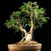 Ficus bonsai