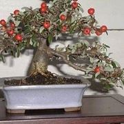 bonsai melo