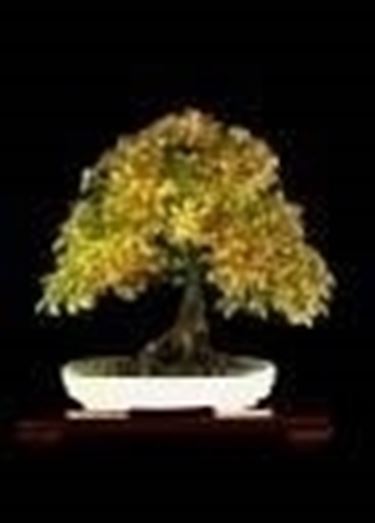 Bonsai di carpino