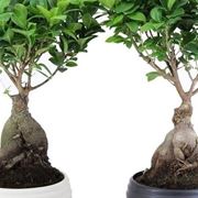 ficus