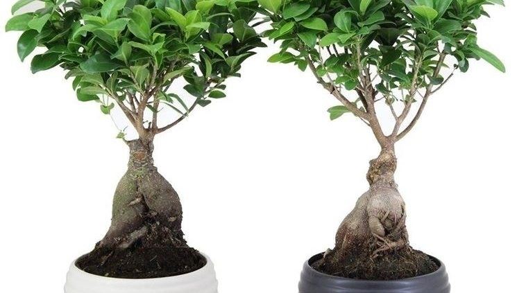 ficus