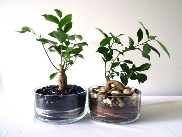 bonsai ginseng