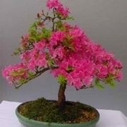 azalea bonsai