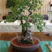 Quercia bonsai