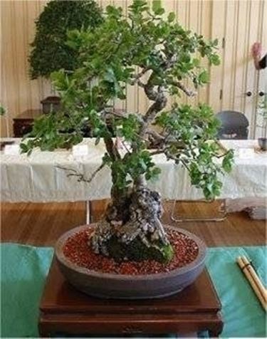 Quercia bonsai