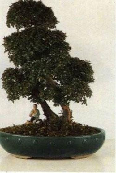 bonsai