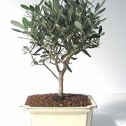 Ulivo bonsai