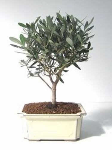 Ulivo bonsai