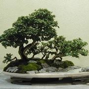 Bonsai di carmona