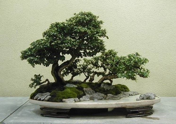 Bonsai di carmona