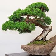 bonsai 