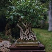 Bonsai ficus