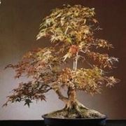 Acero bonsai