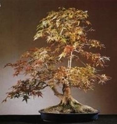 Acero bonsai