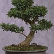 Bonsai di carmona