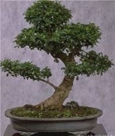 Bonsai di carmona