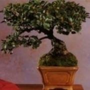 bonsai cotoneaster