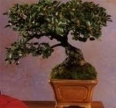 bonsai cotoneaster