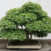 bonsai di quercia