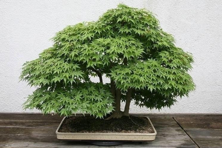 bonsai di quercia