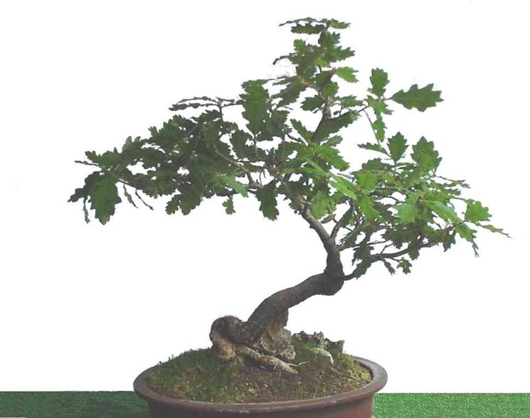 bonsai di quercia