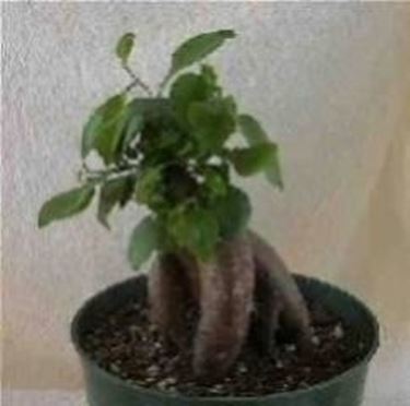 Muffa domande e risposte bonsai Muffa sulla terra vaso