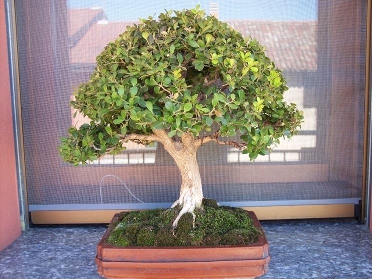 Bosso bonsai