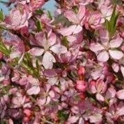 Prunus da fiore