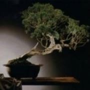 Bonsai di cipresso