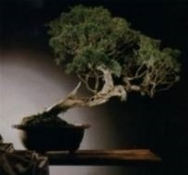 Bonsai di cipresso