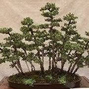 Conifere bonsai