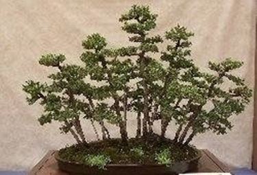 Conifere bonsai