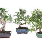 bonsai