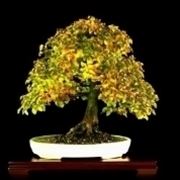 carpino bonsai