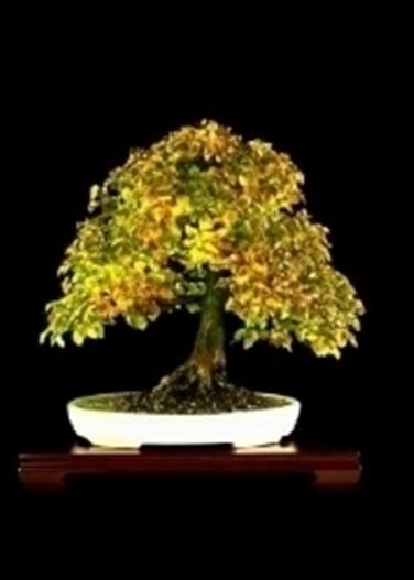 carpino bonsai