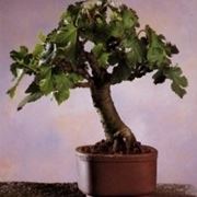 bonsai di carpino