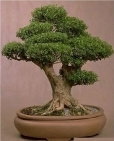 bonsai