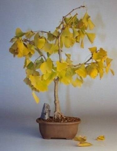 bonsai ginkgo biloba