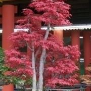 Acero bonsai