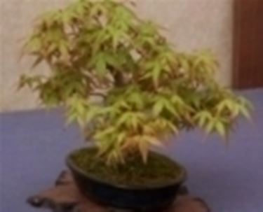 Acero bonsai da interno