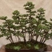 Bonsai di conifere