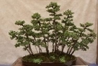 Bonsai di conifere