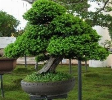 Bonsai di conifere