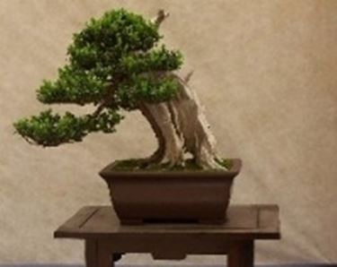 Bonsai di conifere