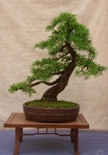 Bonsai di conifere