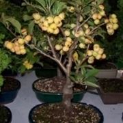 bonsai da frutto