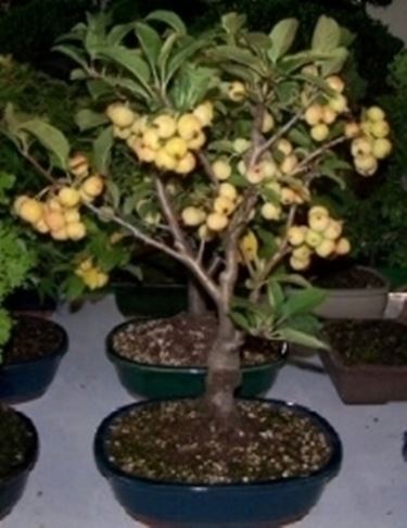 bonsai da frutto