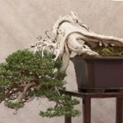 bonsai