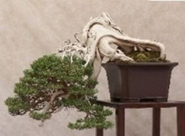 bonsai