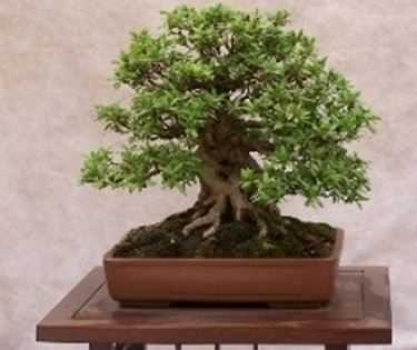 bonsai